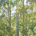 מרוב עצים לא רואים את היער