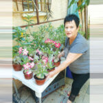 חלומות על משתלה