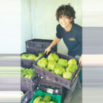 גידול חסות אייסברג כשחם? רק בגולן!